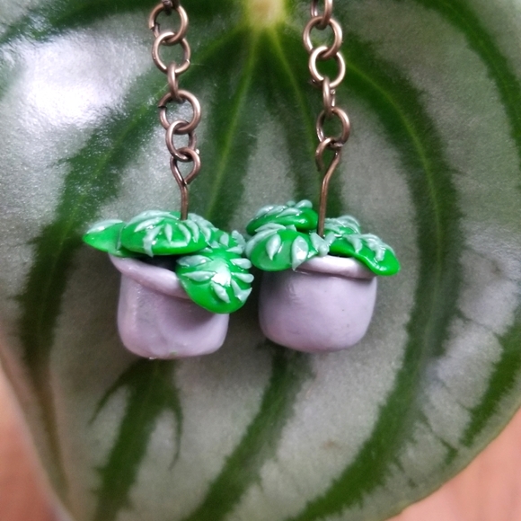 Watermelon Peperomia🍀🍉 - Picture 2 of 2